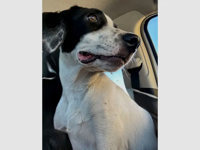 Cachorro raça SRD-ViraLata idade 7 a 11 meses nome Giorgian 