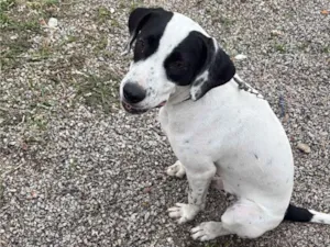 Cachorro raça SRD-ViraLata idade 7 a 11 meses nome Giorgian 