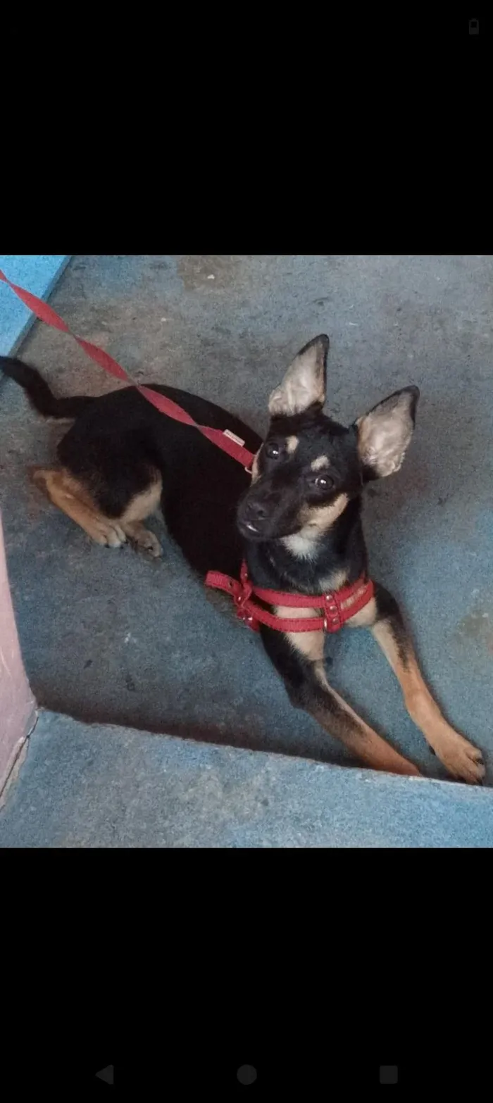 Cachorro raça SRD-ViraLata idade 1 ano nome Cachorro achado 