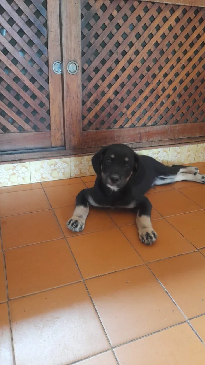 Cachorro raça SRD-ViraLata idade 2 a 6 meses nome DUDU