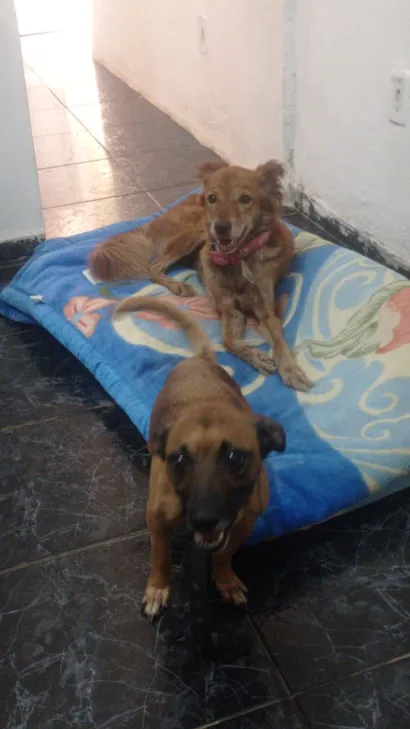 Cachorro raça SRD-ViraLata idade 6 ou mais anos nome Nina e Lorraine 