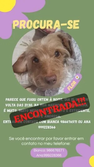 Gato raça SRD-ViraLata idade 1 ano nome Morgana