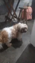 Cachorro raça Shitzu idade 1 ano nome Bob
