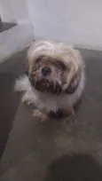 Cachorro raça Shitzu idade 2 anos nome Bob