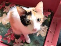 Gato raça SRD-ViraLata idade 1 ano nome Morgana