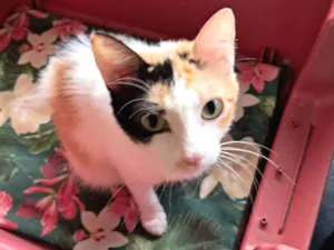 Gato raça SRD-ViraLata idade 1 ano nome Morgana