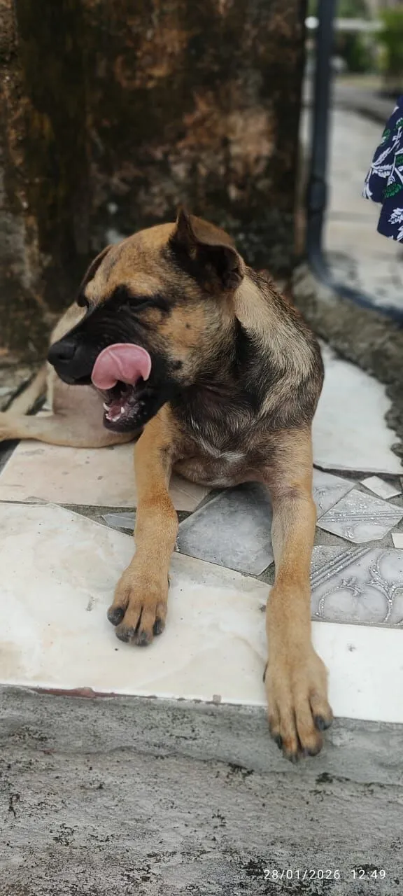 Cachorro raça SRD-ViraLata idade 2 a 6 meses nome não tem nome