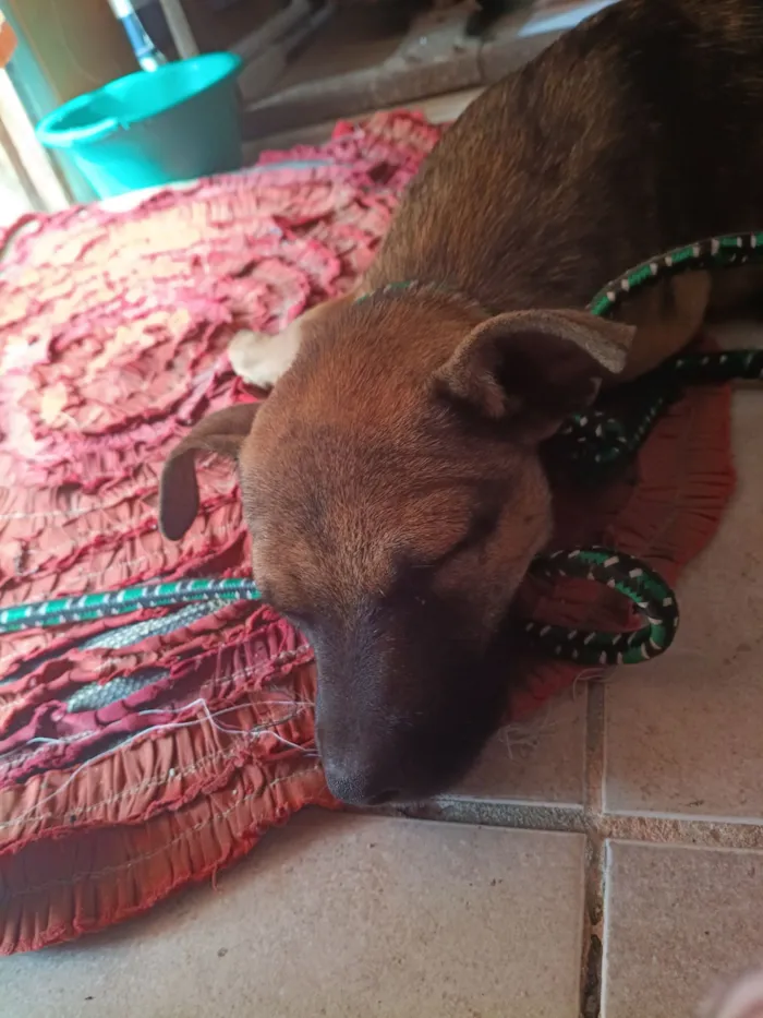 Cachorro raça SRD-ViraLata idade 2 a 6 meses nome não tem nome