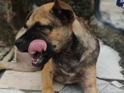 Cachorro raça SRD-ViraLata idade 2 a 6 meses nome não tem nome