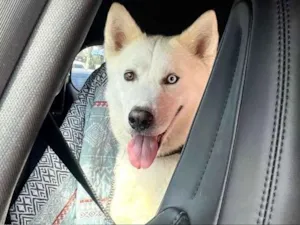 Cachorro raça Husky Siberiano idade 4 anos nome Jack 