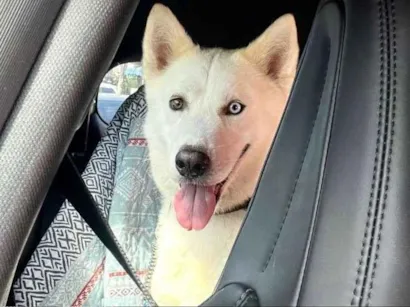 Cachorro raça Husky Siberiano idade 4 anos nome Jack 
