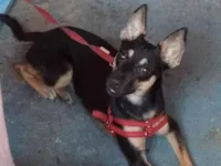 Cachorro raça SRD-ViraLata idade 1 ano nome Cachorro achado 