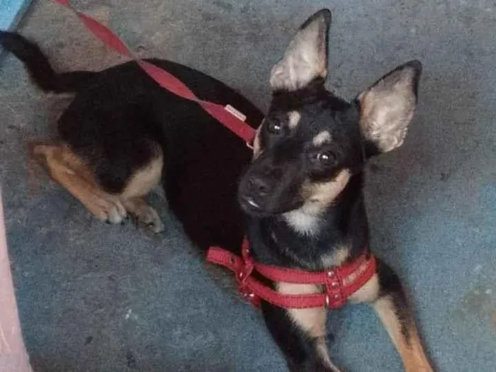 Cachorro raça SRD-ViraLata idade 1 ano nome Cachorro achado 