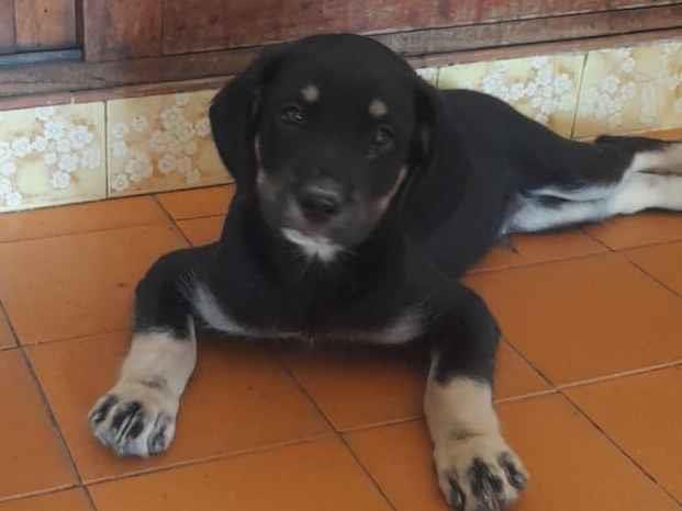 Cachorro raça SRD-ViraLata idade 2 a 6 meses nome DUDU
