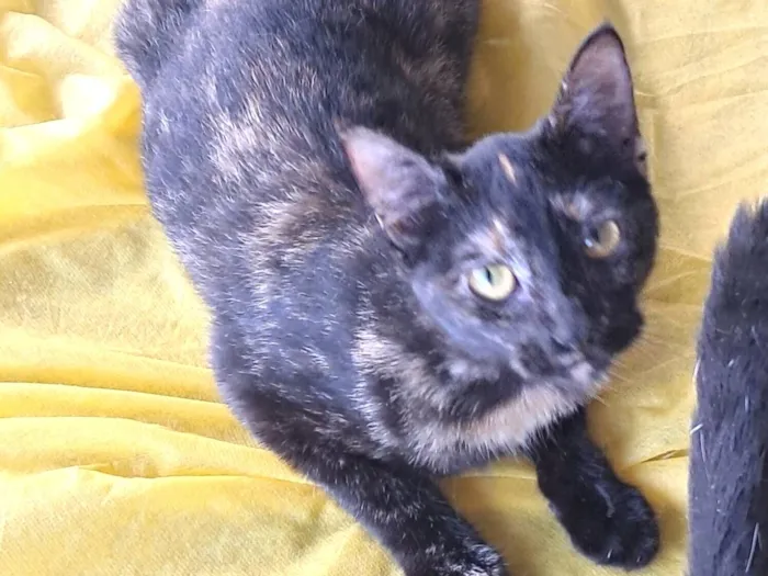 Gato raça SRD-ViraLata idade 7 a 11 meses nome Maya