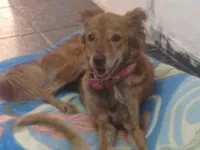 Cachorro raça SRD-ViraLata idade 6 ou mais anos nome Nina e Lorraine 