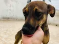 Cachorro raça SRD-ViraLata idade 7 a 11 meses nome Bisteca 