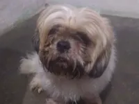 Cachorro raça Shitzu idade 2 anos nome Bob