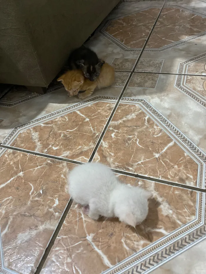 Gato raça SRD-ViraLata idade Abaixo de 2 meses nome Maria Gabriela 