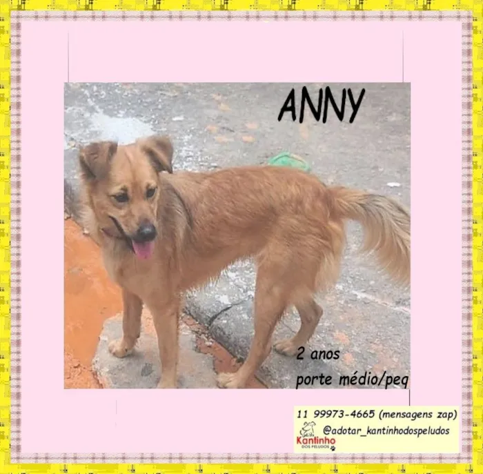 Cachorro raça SRD-ViraLata idade 1 ano nome ANNY