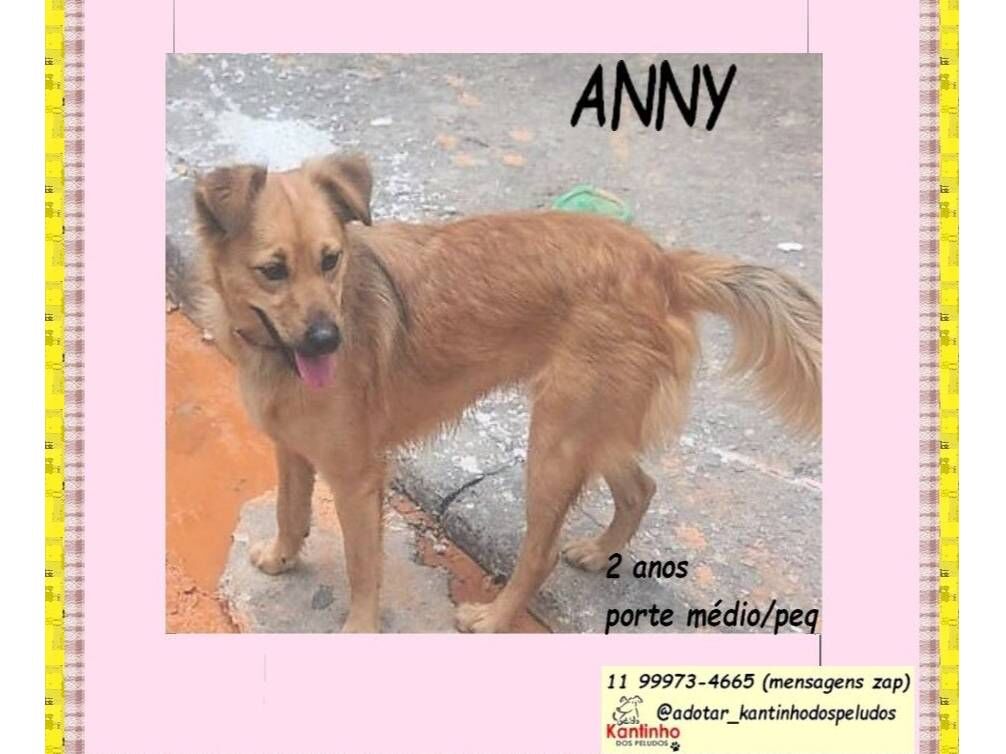 Cachorro raça SRD-ViraLata idade 1 ano nome ANNY