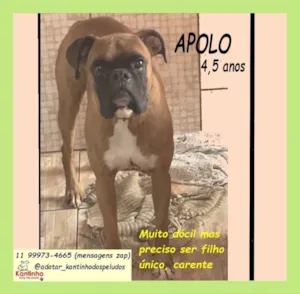 Cachorro raça Boxer idade 4 anos nome APOLO
