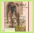 Cachorro raça Boxer idade 4 anos nome APOLO