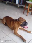 Cachorro raça Boxer idade 4 anos nome APOLO