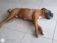 Cachorro raça Boxer idade 4 anos nome APOLO