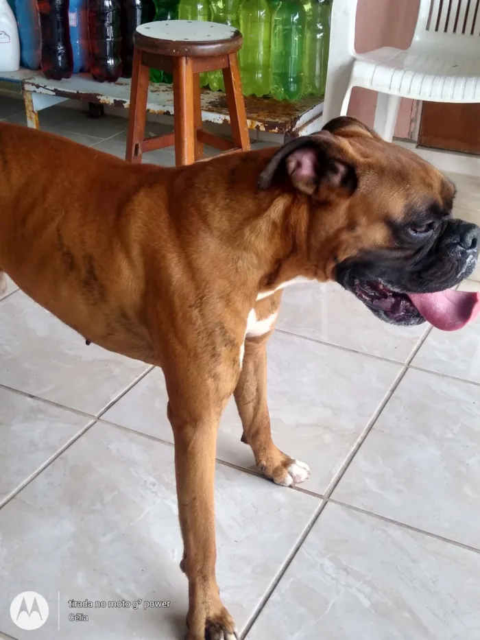 Cachorro raça Boxer idade 4 anos nome APOLO