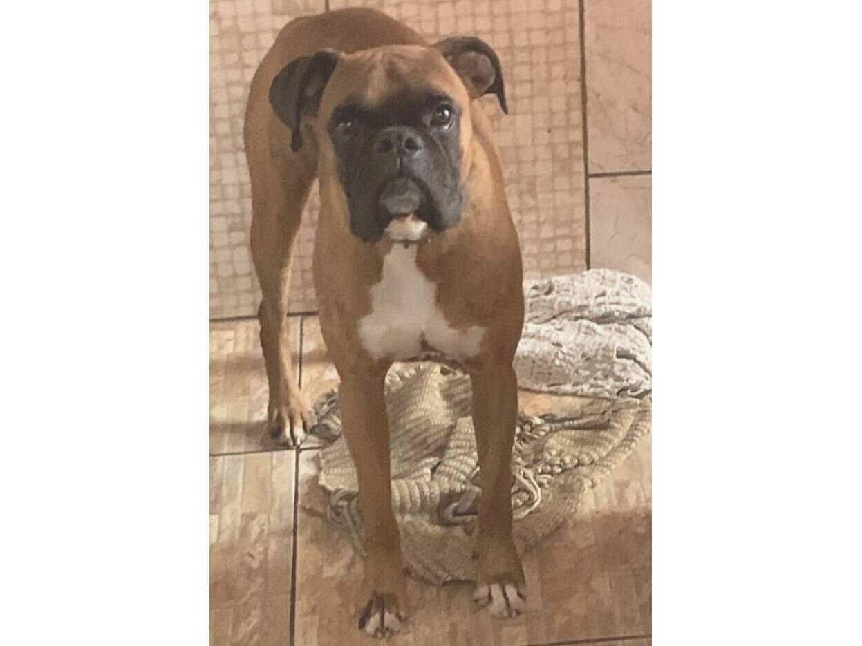 Cachorro raça Boxer idade 4 anos nome APOLO