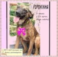 Cachorro raça SRD-ViraLata idade 2 a 6 meses nome FOFOKINHA