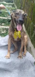 Cachorro raça SRD-ViraLata idade 2 a 6 meses nome FOFOKINHA