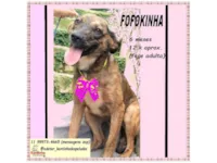Cachorro raça SRD-ViraLata idade 2 a 6 meses nome FOFOKINHA