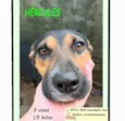 Cachorro raça SRD-ViraLata idade 3 anos nome HÉRCULES