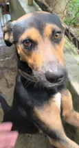 Cachorro raça SRD-ViraLata idade 3 anos nome HÉRCULES