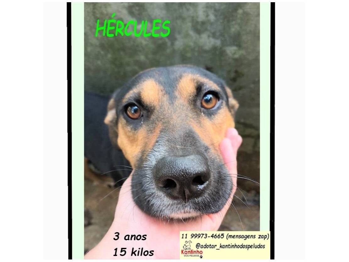 Cachorro raça SRD-ViraLata idade 3 anos nome HÉRCULES
