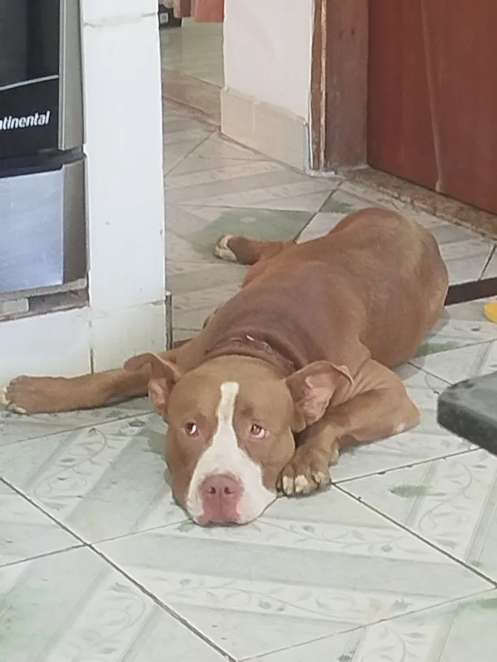 Cachorro raça Pit-Bull idade 4 anos nome BRUCE