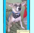 Cachorro raça SRD-ViraLata idade 2 a 6 meses nome IVAN