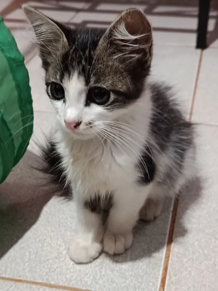 Gato raça SRD-ViraLata idade 2 a 6 meses nome Sem nome