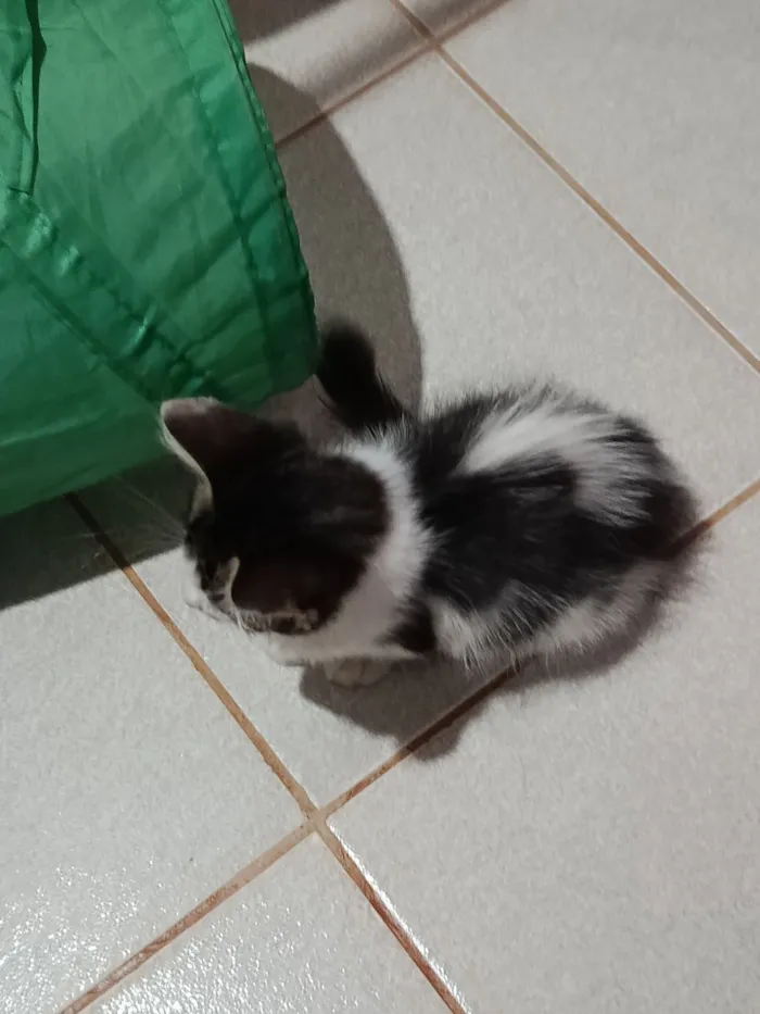 Gato raça SRD-ViraLata idade 2 a 6 meses nome Sem nome