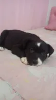 Cachorro raça SRD-ViraLata idade Abaixo de 2 meses nome filhote 