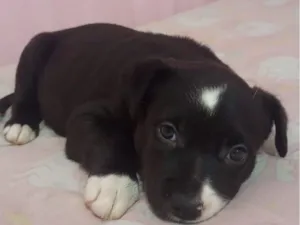 Cachorro raça SRD-ViraLata idade Abaixo de 2 meses nome filhote 