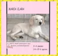 Cachorro raça SRD-ViraLata idade 2 a 6 meses nome MARIA CLARA