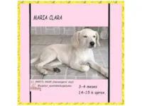 Cachorro raça SRD-ViraLata idade 2 a 6 meses nome MARIA CLARA