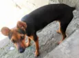 Cachorro raça Pinscher idade 2 a 6 meses nome PITIKO