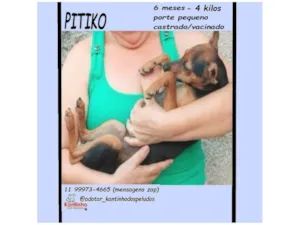 Cachorro raça Pinscher idade 2 a 6 meses nome PITIKO
