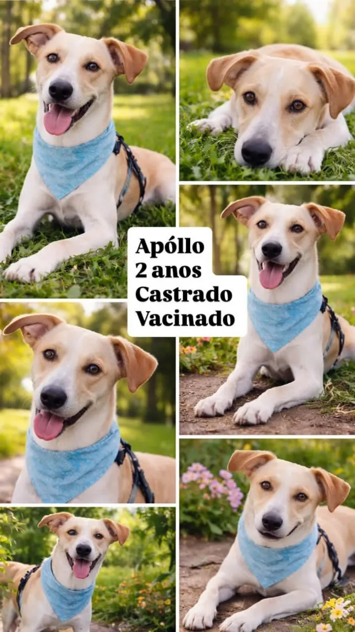 Cachorro raça SRD-ViraLata idade 2 anos nome Apollo