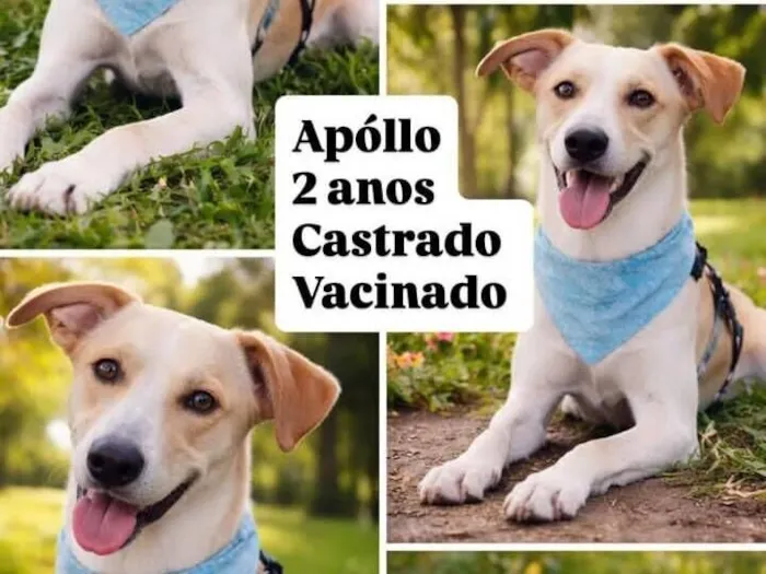 Cachorro raça SRD-ViraLata idade 2 anos nome Apollo