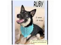 Cachorro raça SRD-ViraLata idade 2 anos nome RUBY